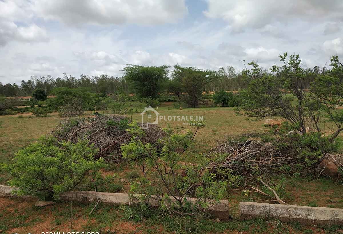 Lakshmi-Green-Dazzler-malkaram-village