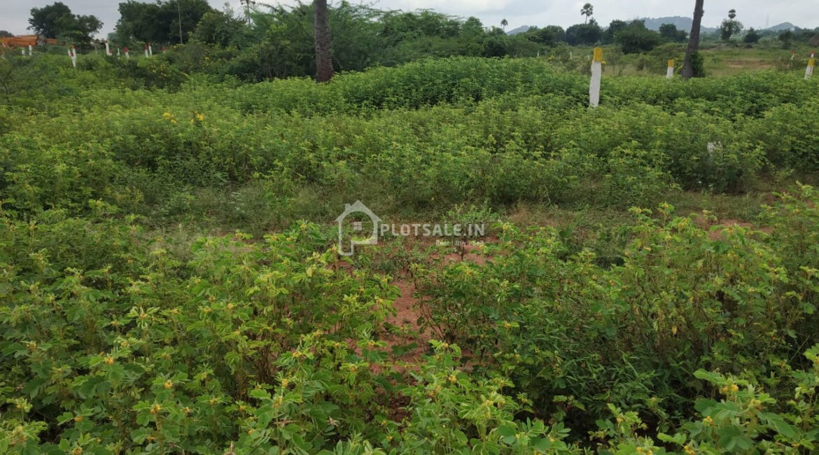 Peddiraju-Pedda-Amberpet