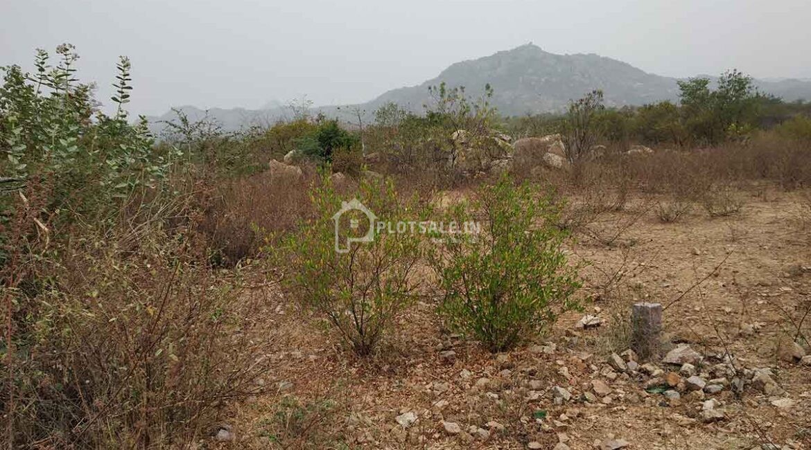 Sreemitra-Paladio-