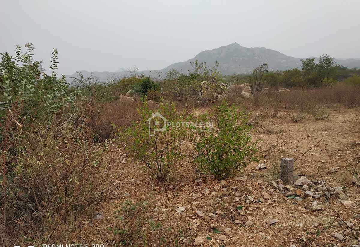 Sreemitra-Paladio-